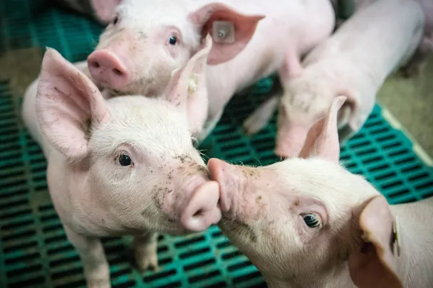 Vier Ferkel in einem Schweinestall Vier Ferkel in einem Schweinestall