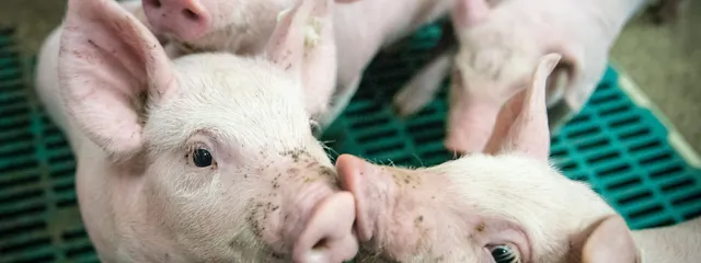 Vier Ferkel in einem Schweinestall