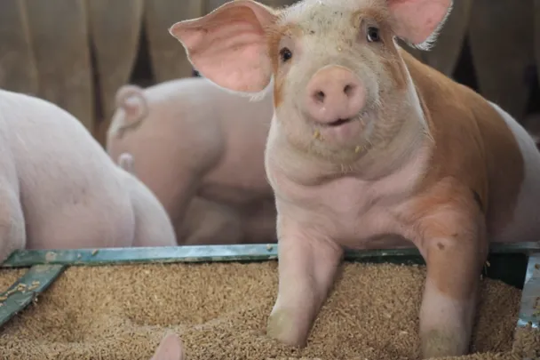 Ferkel stecken ihre Füße in Ferkelfutter Ferkel stecken ihre Füße in Ferkelfutter