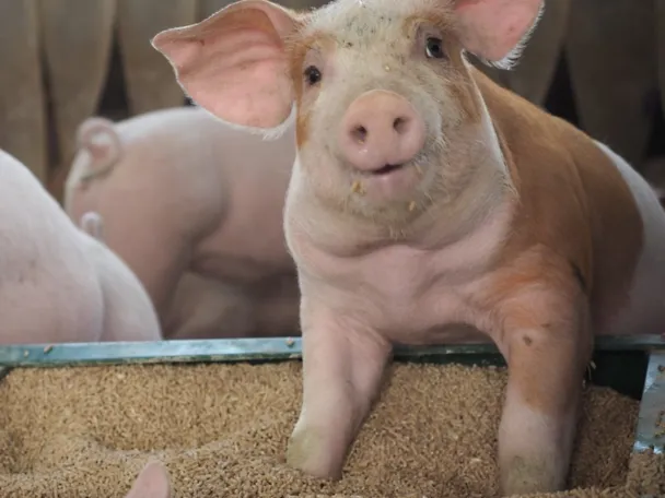 Ferkel stecken ihre Füße in Ferkelfutter