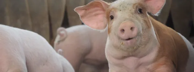 Ferkel stecken ihre Füße in Ferkelfutter