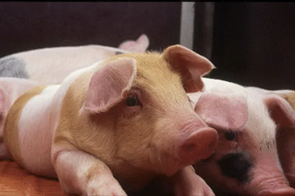 de_una_kleine_Ferkel_liegend