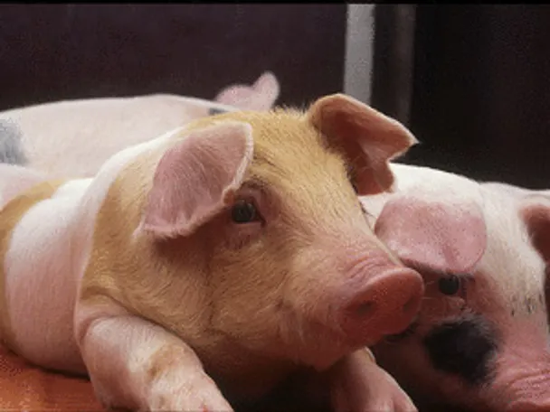 de_una_kleine_Ferkel_liegend