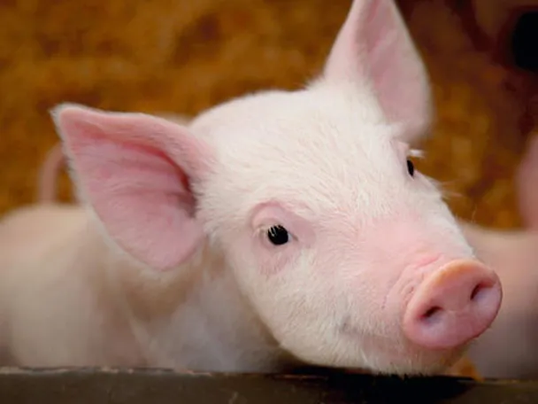 de_una_kleines_mastschwein de_una_kleines_mastschwein