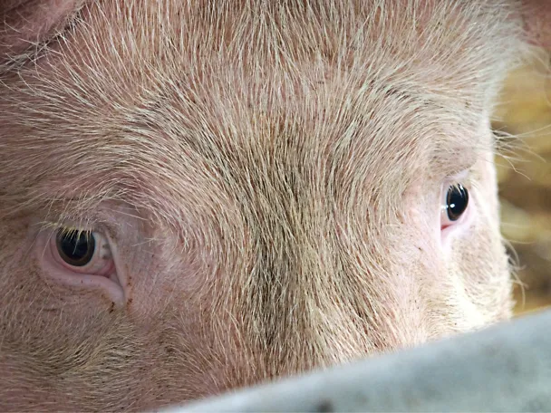 de_una_mastschwein_einzeln de_una_mastschwein_einzeln
