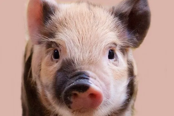 de_una_ferkel_portrait_schwarz_gefleckt de_una_ferkel_portrait_schwarz_gefleckt