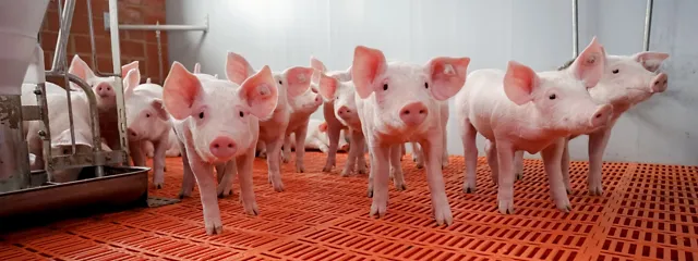 Gruppe von Ferkeln in einem Stall