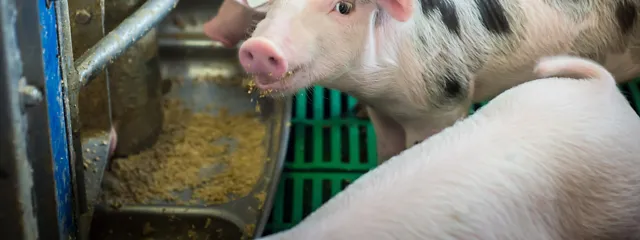 Ferkel fressen Ferkelfutter am Trog Ferkel fressen Ferkelfutter am Trog